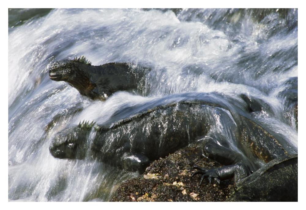 Marine Iguana pair in surf resting on rocks,  Galapagos Islands, Ecuador-Paper Art-38"x26"