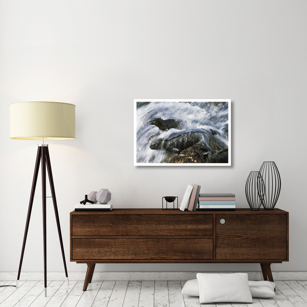 Marine Iguana pair in surf resting on rocks,  Galapagos Islands, Ecuador-Paper Art-38&quotx26"
