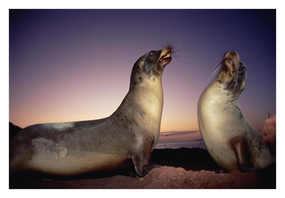 Galapagos Sea Lion young bulls sparring at sunset, Galapagos Islands, Ecuador-Paper Art-32"x22"