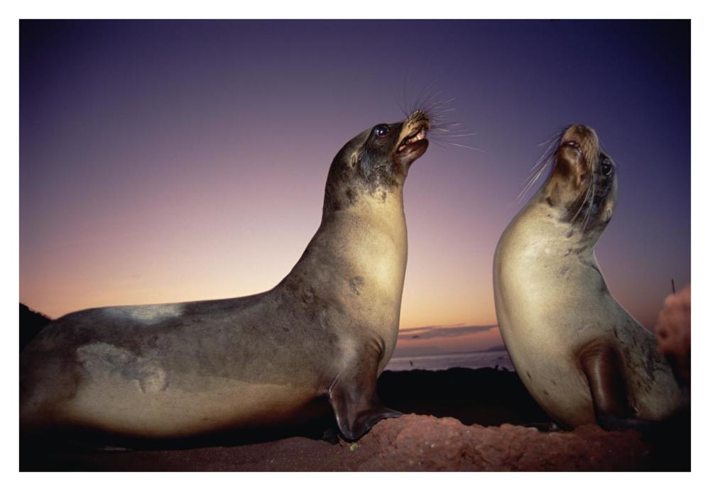 Galapagos Sea Lion young bulls sparring at sunset, Galapagos Islands, Ecuador-Paper Art-38"x26"