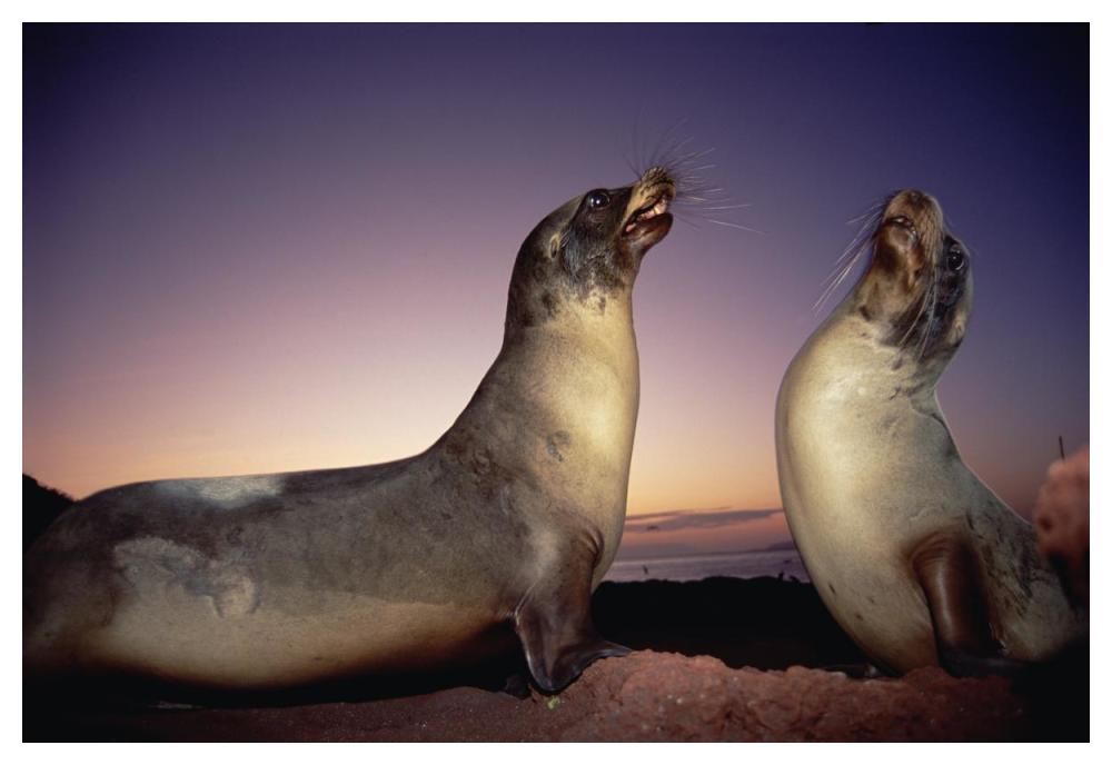 Galapagos Sea Lion young bulls sparring at sunset, Galapagos Islands, Ecuador-Paper Art-50"x34"