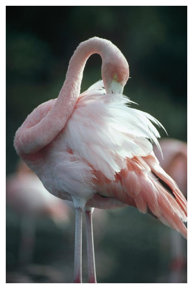 Greater Flamingo preening,  Rabida Island, Galapagos Islands, Ecuador-Paper Art-34"x50"
