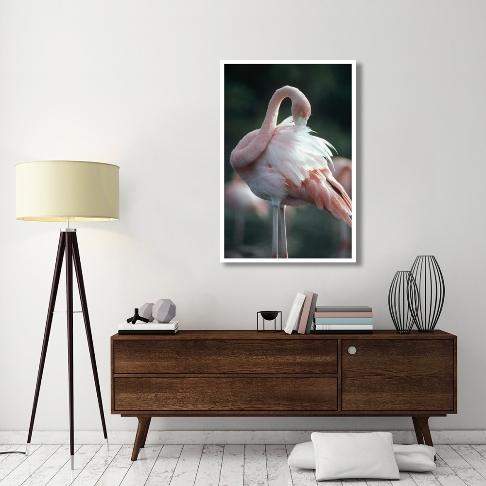 Greater Flamingo preening,  Rabida Island, Galapagos Islands, Ecuador-Paper Art-34&quotx50"