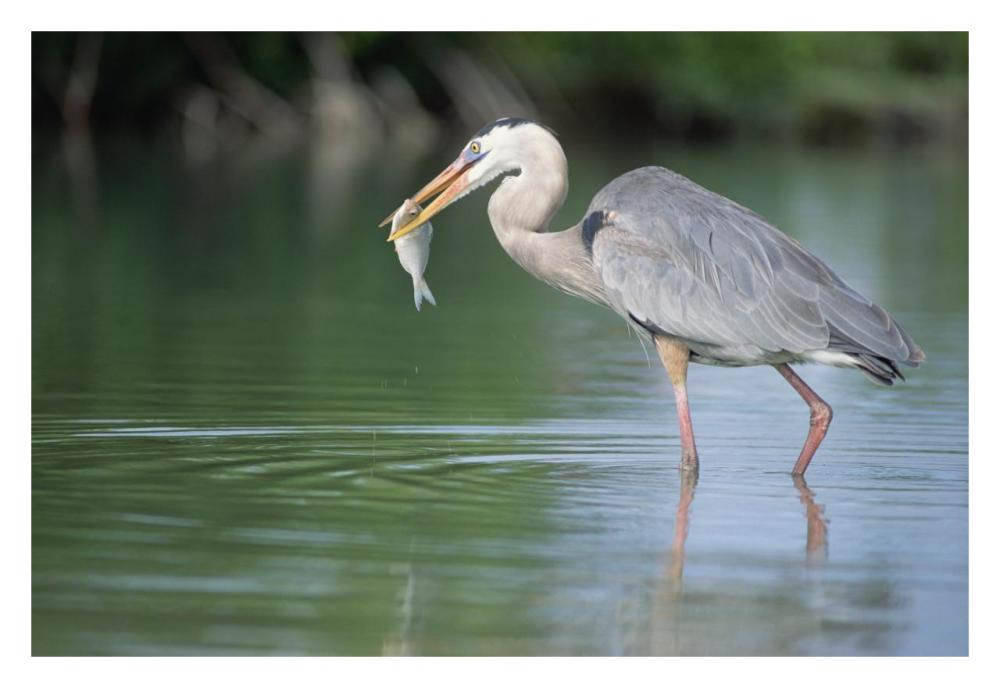 Great Blue Heron fishing in Mangrove lagoon, Galapagos Islands, Ecuador-Paper Art-32"x22"