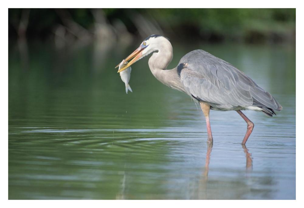 Great Blue Heron fishing in Mangrove lagoon, Galapagos Islands, Ecuador-Paper Art-38"x26"