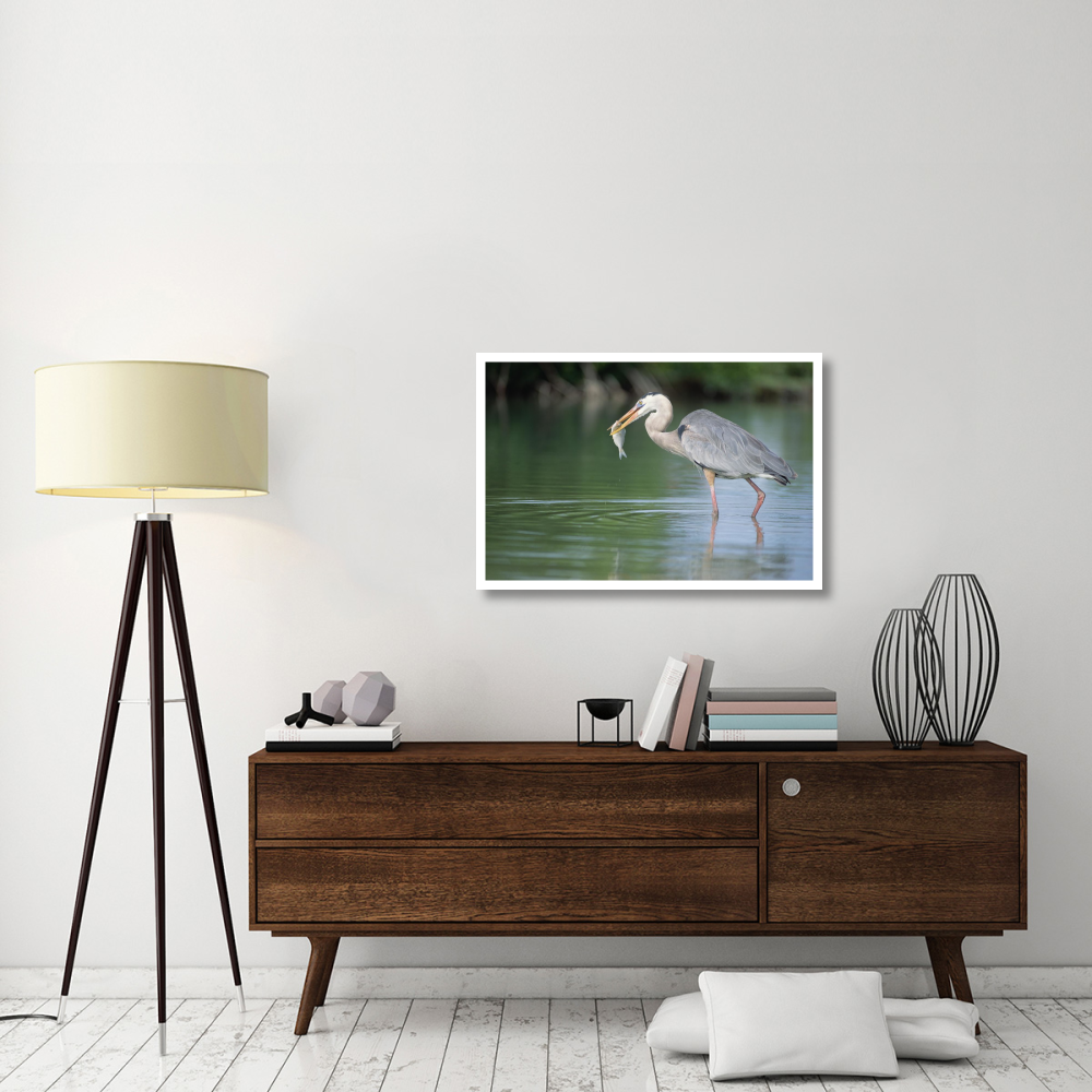 Great Blue Heron fishing in Mangrove lagoon, Galapagos Islands, Ecuador-Paper Art-38&quotx26"