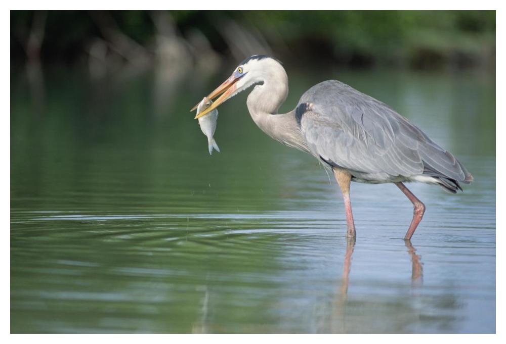 Great Blue Heron fishing in Mangrove lagoon, Galapagos Islands, Ecuador-Paper Art-50"x34"