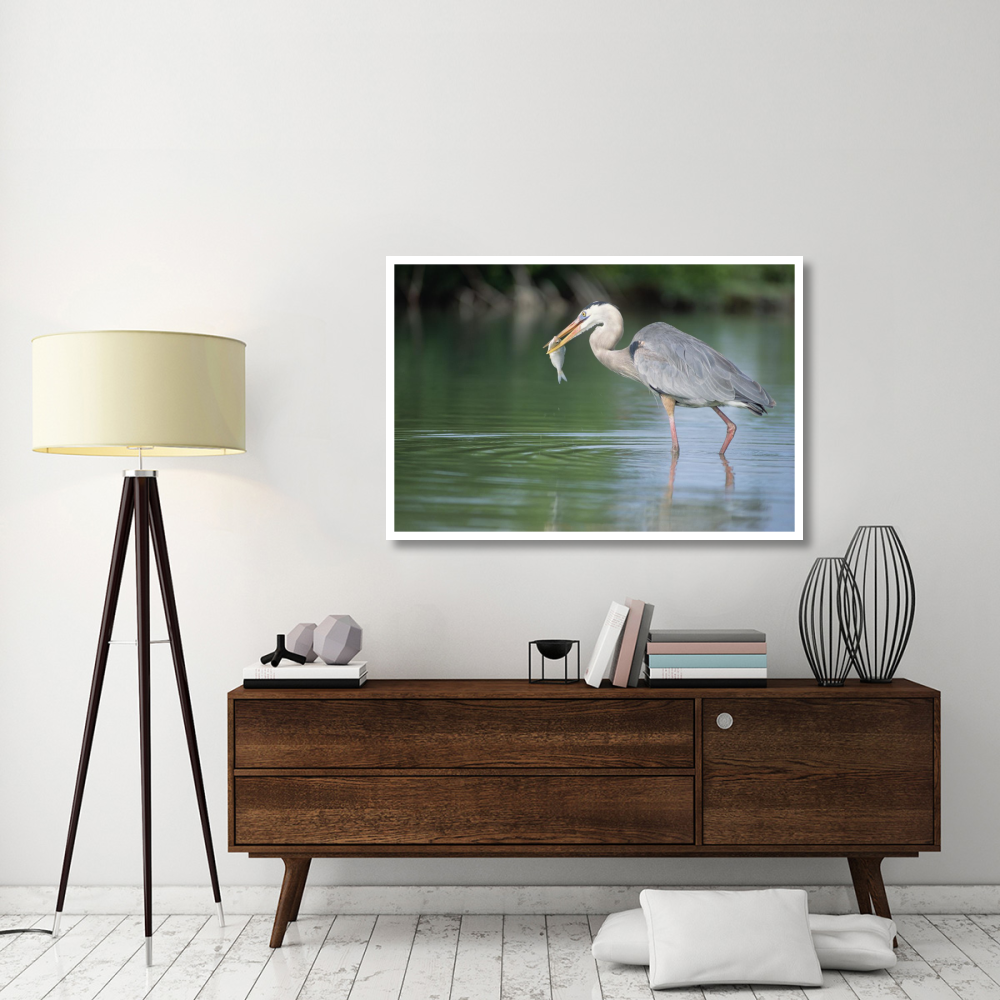 Great Blue Heron fishing in Mangrove lagoon, Galapagos Islands, Ecuador-Paper Art-50&quotx34"