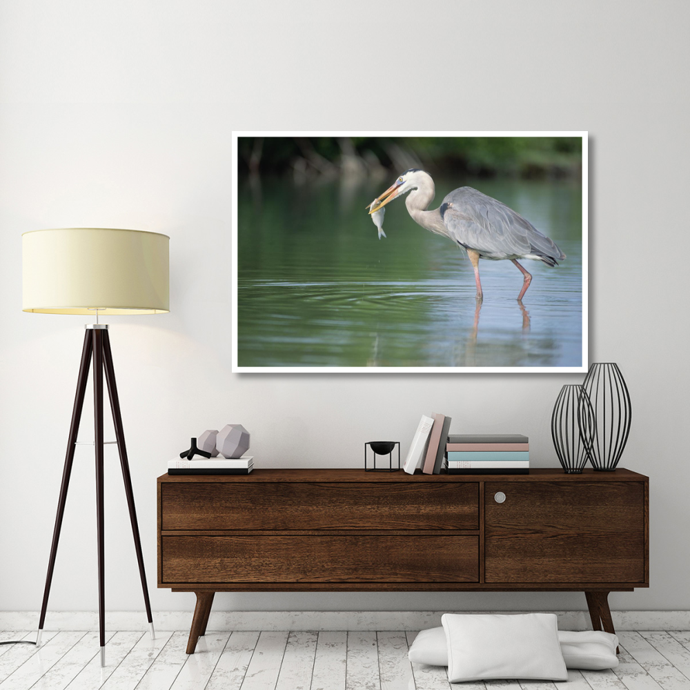 Great Blue Heron fishing in Mangrove lagoon, Galapagos Islands, Ecuador-Paper Art-62&quotx42"