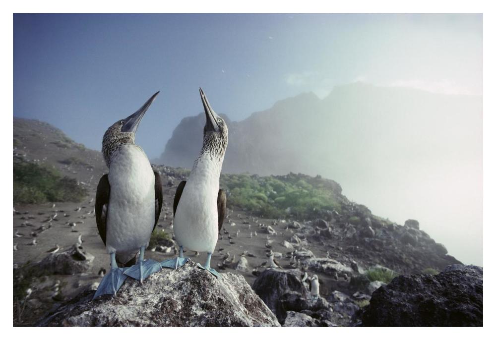 Blue-footed Booby pair, Galapagos Islands, Ecuador-Paper Art-20"x14"