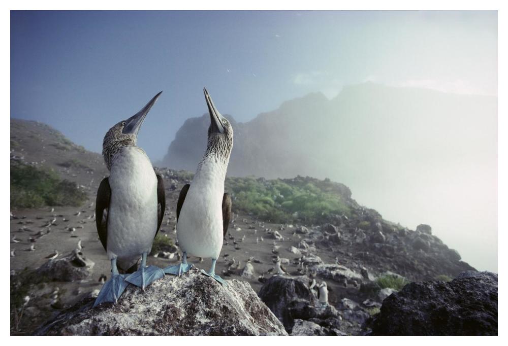 Blue-footed Booby pair, Galapagos Islands, Ecuador-Paper Art-50"x34"