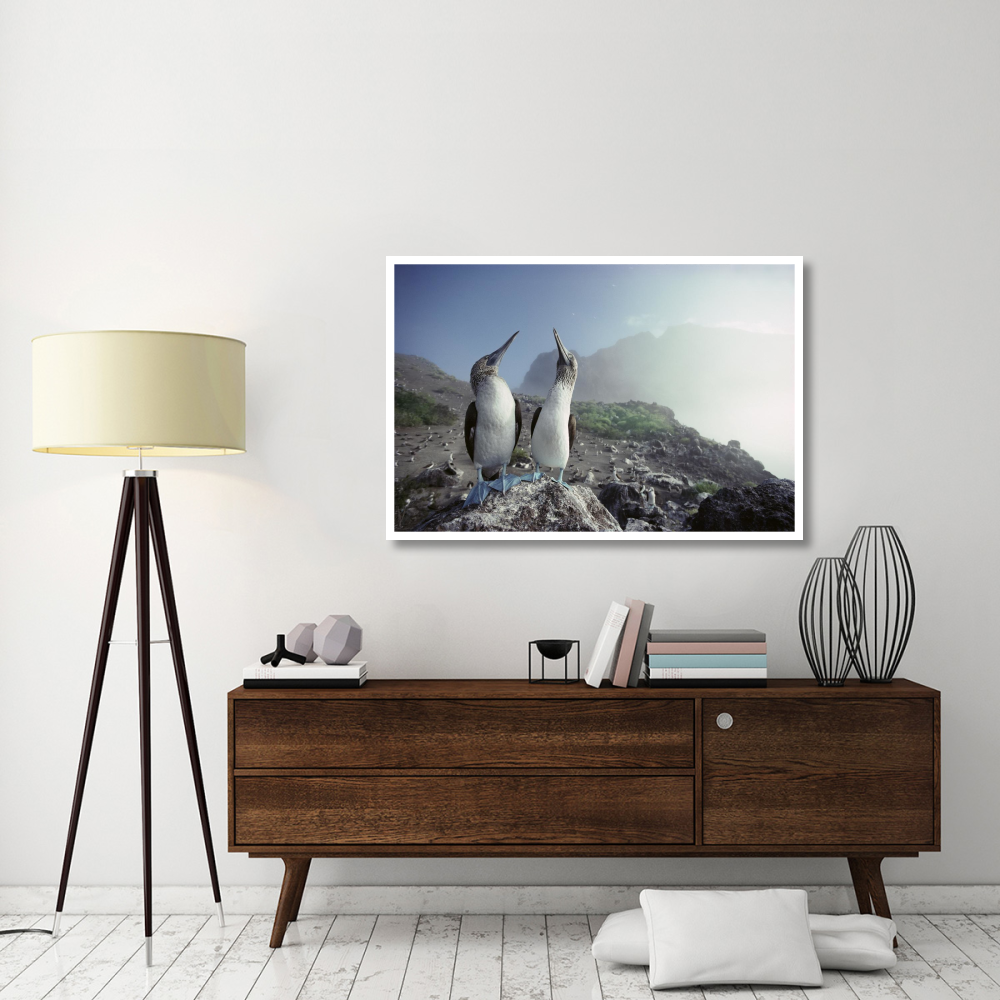 Blue-footed Booby pair, Galapagos Islands, Ecuador-Paper Art-50&quotx34"