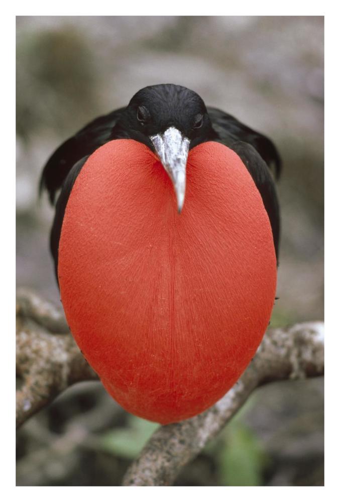 Great Frigatebird male in courtship display, Galapagos Islands, Ecuador-Paper Art-22"x32"