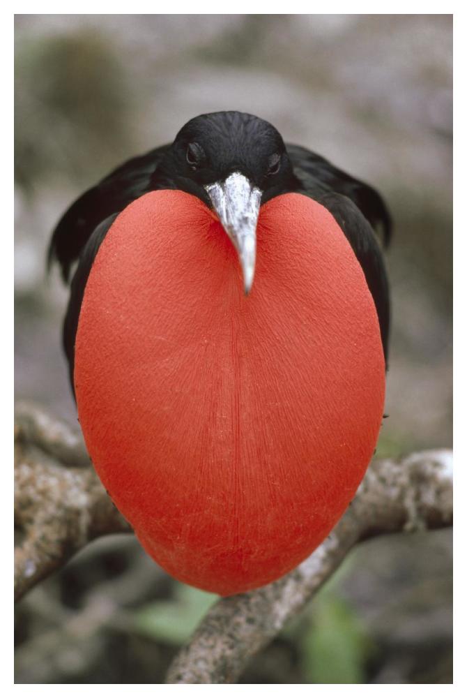 Great Frigatebird male in courtship display, Galapagos Islands, Ecuador-Paper Art-34"x50"