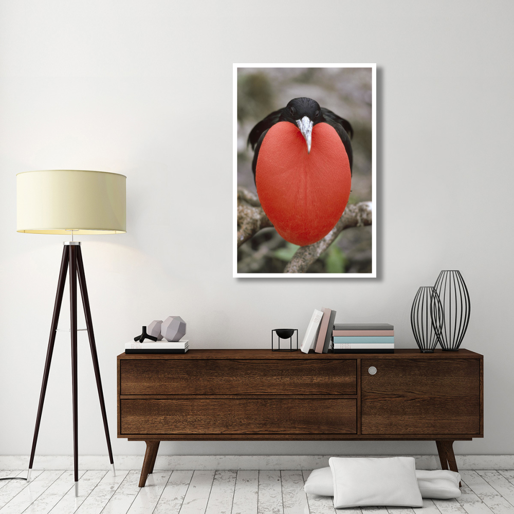 Great Frigatebird male in courtship display, Galapagos Islands, Ecuador-Paper Art-34&quotx50"