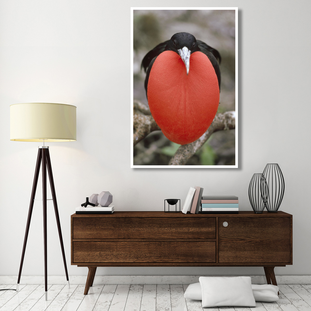 Great Frigatebird male in courtship display, Galapagos Islands, Ecuador-Paper Art-42&quotx62"