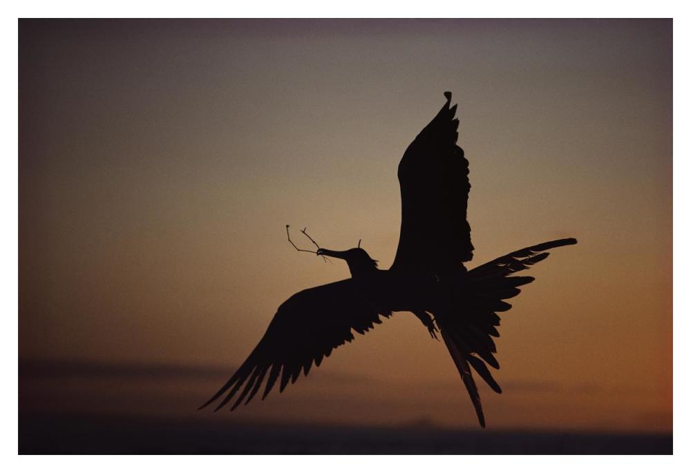 Magnificent Frigatebird with nesting material, Galapagos Islands, Ecuador-Paper Art-20"x14"
