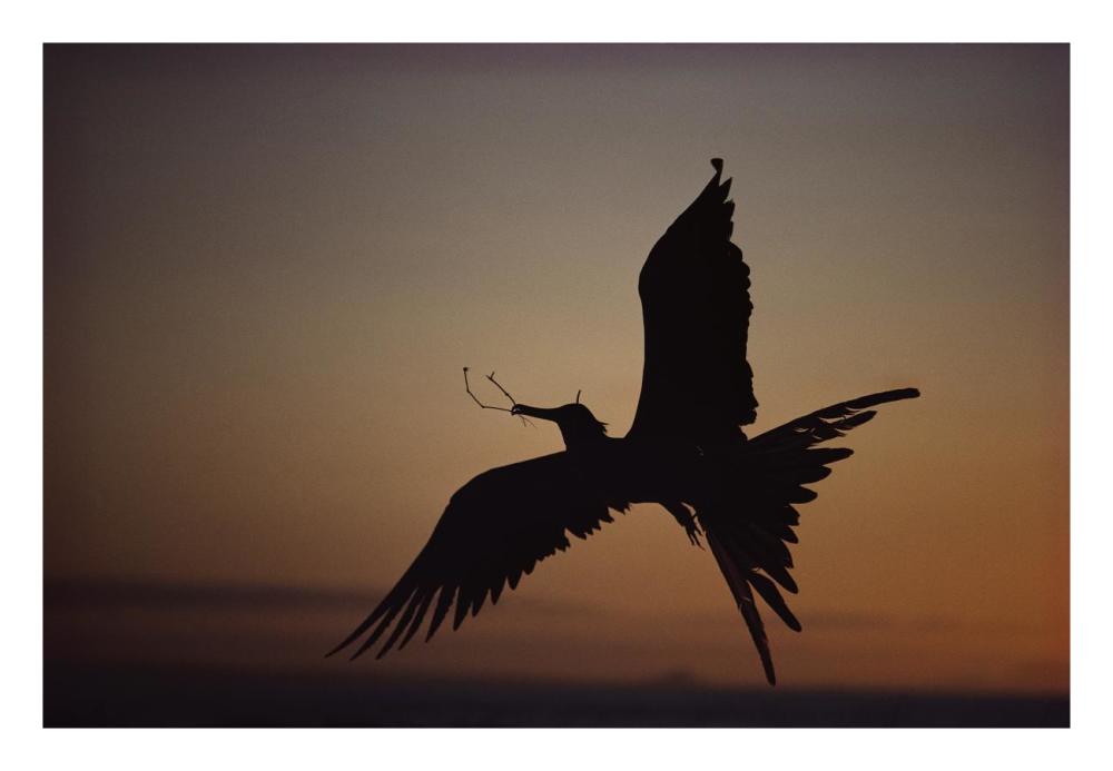 Magnificent Frigatebird with nesting material, Galapagos Islands, Ecuador-Paper Art-26"x18"