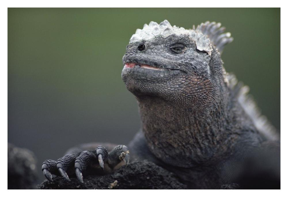 Marine Iguana male with molting head scales, Galapagos Islands, Ecuador-Paper Art-20"x14"