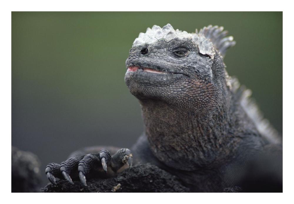 Marine Iguana male with molting head scales, Galapagos Islands, Ecuador-Paper Art-26"x18"