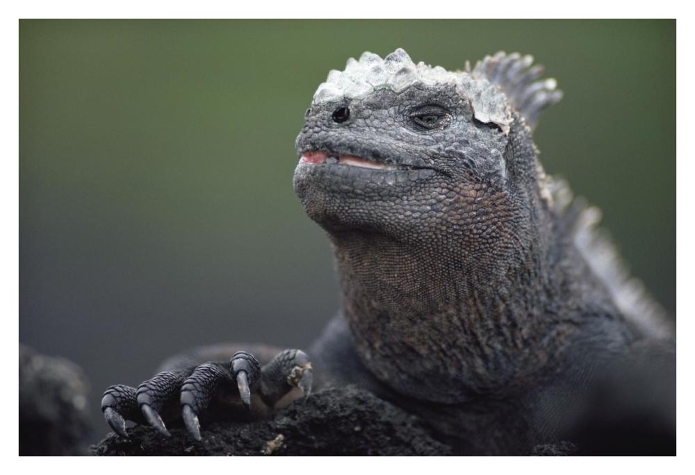 Marine Iguana male with molting head scales, Galapagos Islands, Ecuador-Paper Art-38"x26"