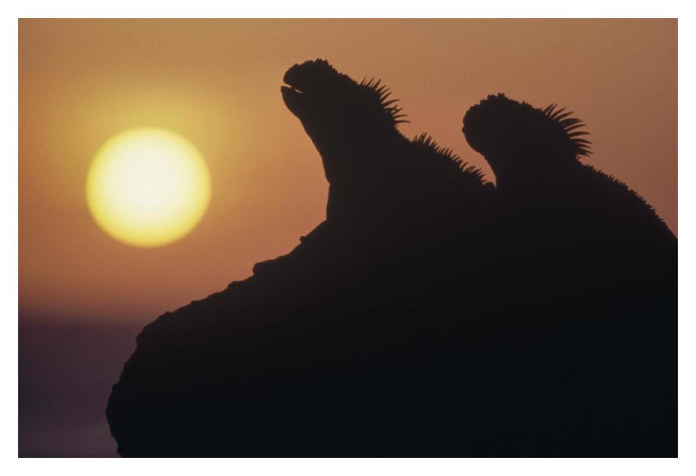 Marine Iguana pair silhouetted on lava shore, Galapagos Islands, Ecuador-Paper Art-20"x14"