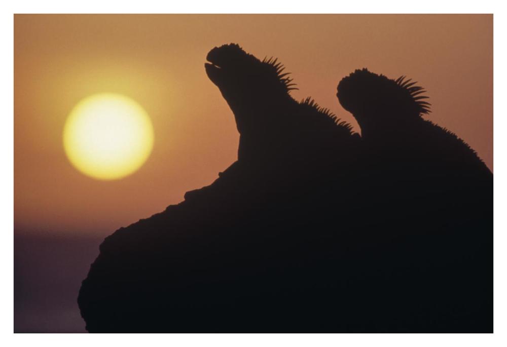 Marine Iguana pair silhouetted on lava shore, Galapagos Islands, Ecuador-Paper Art-38"x26"