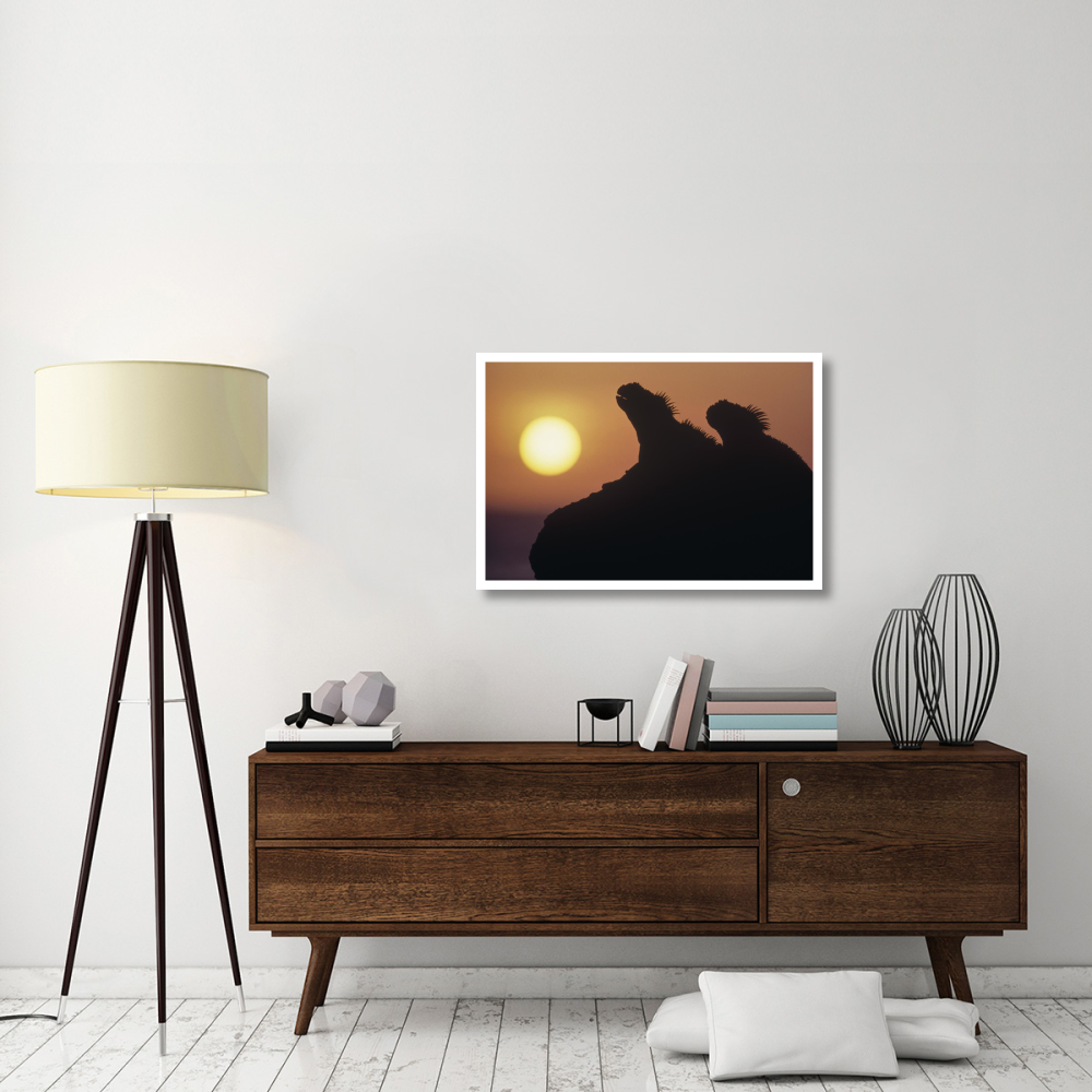 Marine Iguana pair silhouetted on lava shore, Galapagos Islands, Ecuador-Paper Art-38&quotx26"
