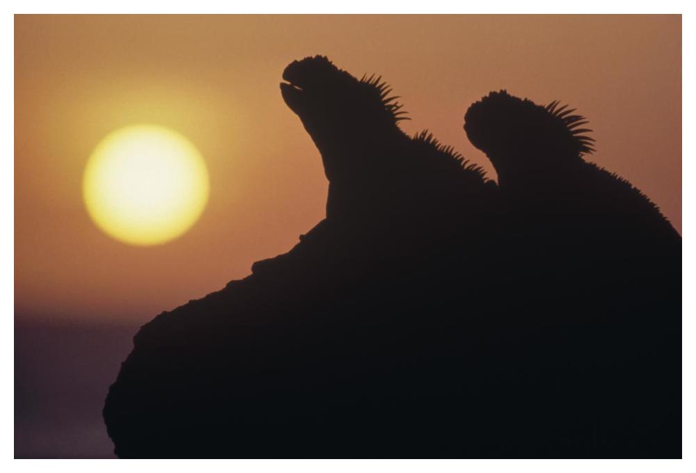 Marine Iguana pair silhouetted on lava shore, Galapagos Islands, Ecuador-Paper Art-50"x34"