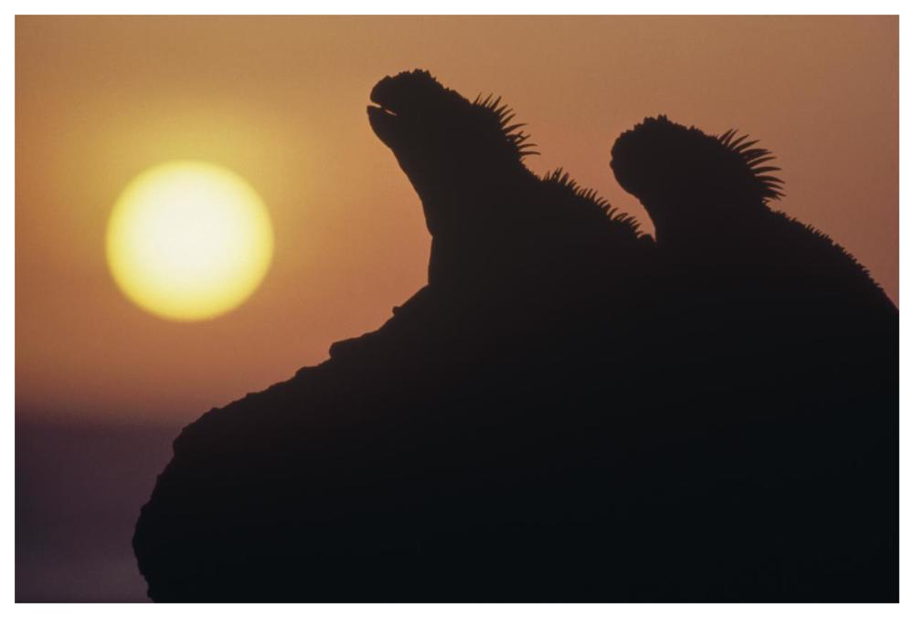 Marine Iguana pair silhouetted on lava shore, Galapagos Islands, Ecuador-Paper Art-62"x42"