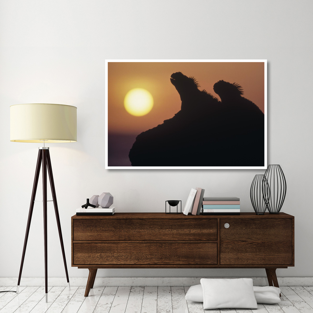 Marine Iguana pair silhouetted on lava shore, Galapagos Islands, Ecuador-Paper Art-62&quotx42"