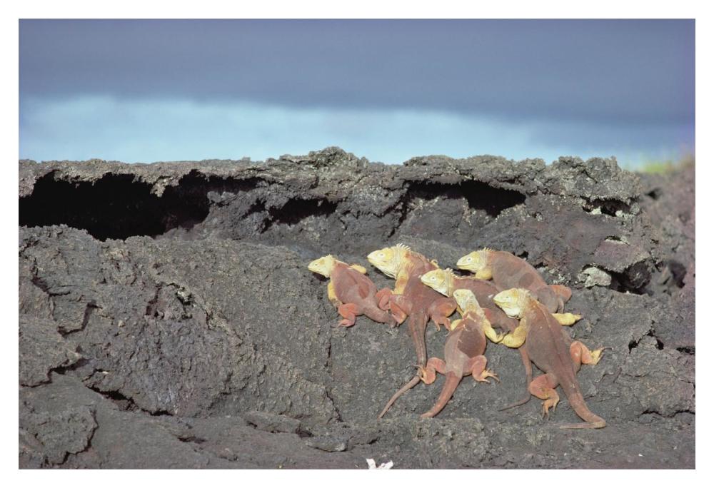 Galapagos Land Iguanas basking together, Galapagos Islands, Ecuador-Paper Art-20"x14"