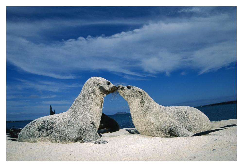 Galapagos Sea Lion pups covered in sand, Galapagos Islands, Ecuador-Paper Art-20"x14"
