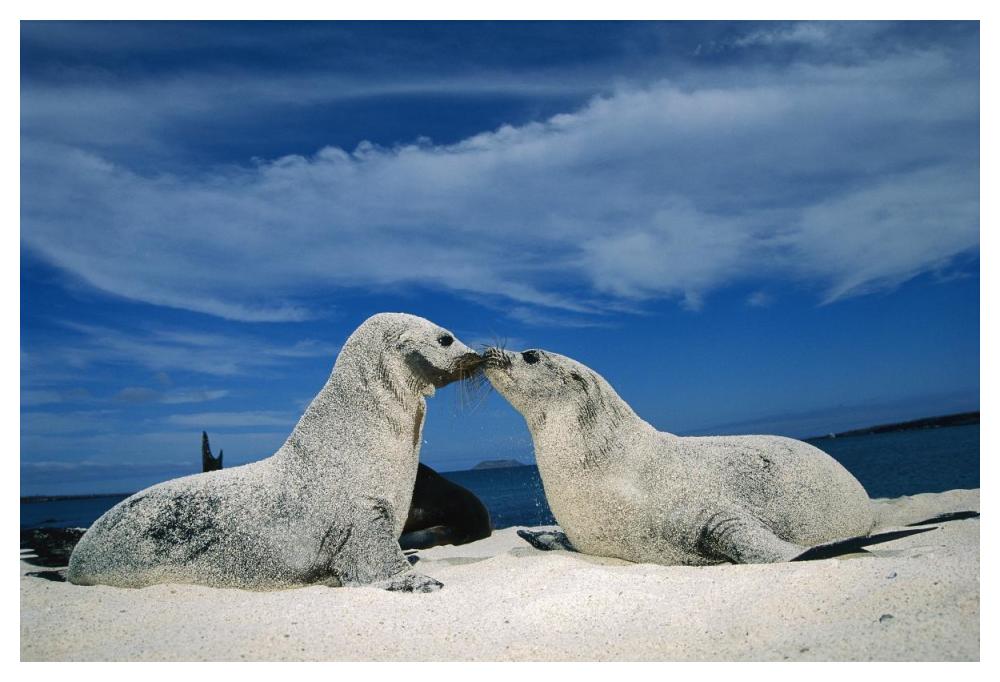 Galapagos Sea Lion pups covered in sand, Galapagos Islands, Ecuador-Paper Art-50"x34"