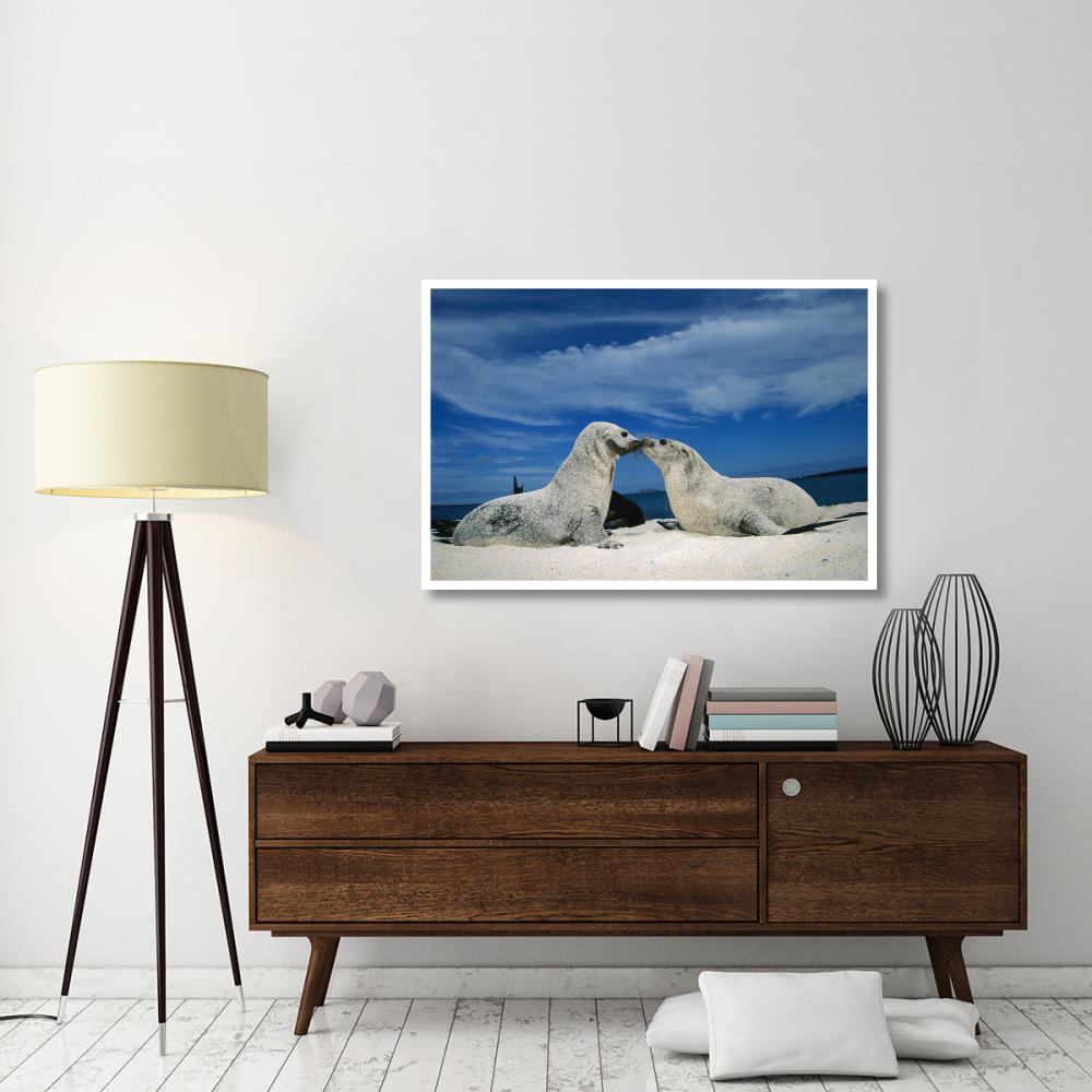 Galapagos Sea Lion pups covered in sand, Galapagos Islands, Ecuador-Paper Art-50&quotx34"