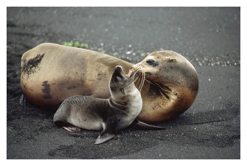 Galapagos Sea Lion mother and newborn pup, Galapagos Islands, Ecuador-Paper Art-38"x26"