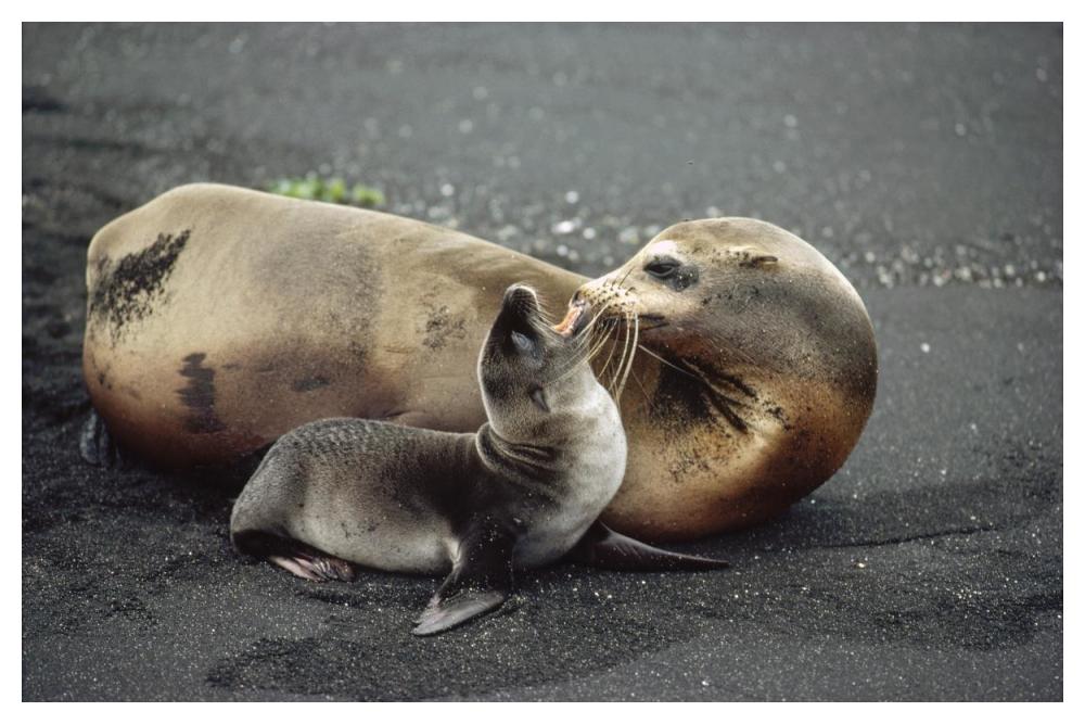 Galapagos Sea Lion mother and newborn pup, Galapagos Islands, Ecuador-Paper Art-50"x34"
