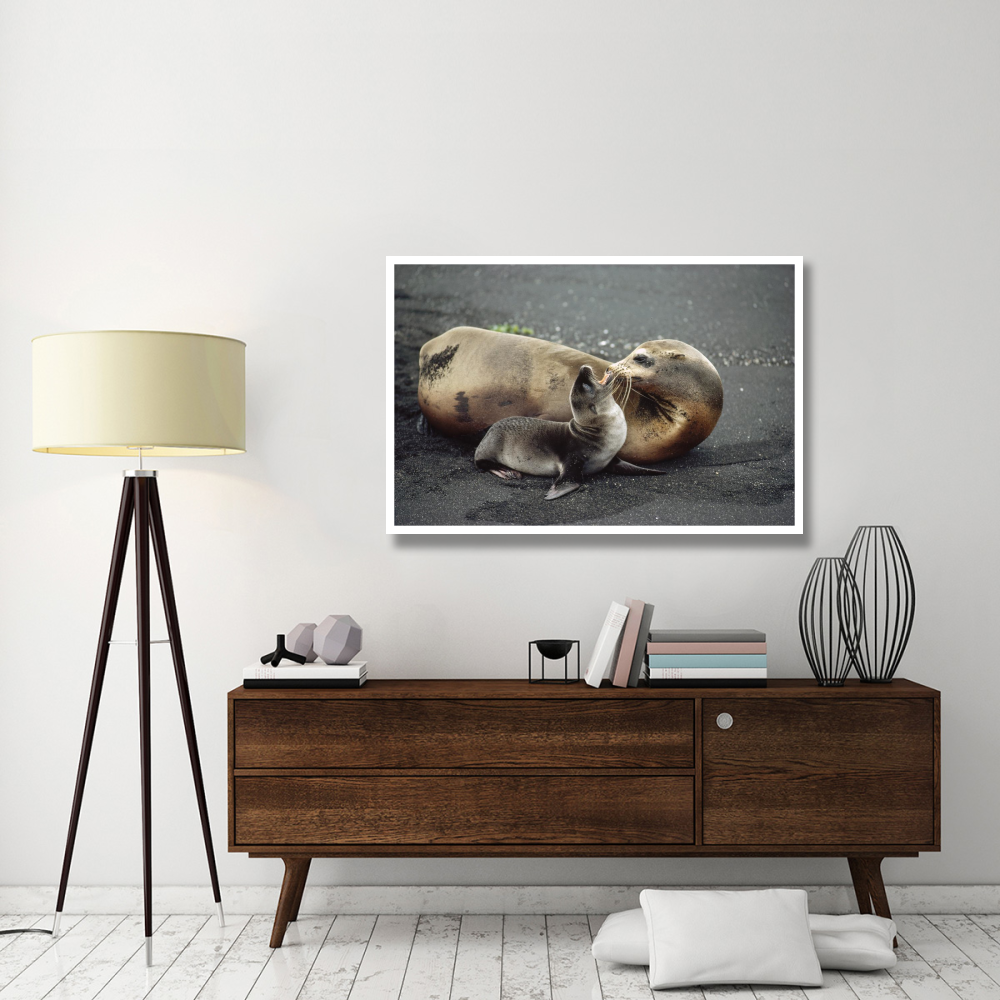 Galapagos Sea Lion mother and newborn pup, Galapagos Islands, Ecuador-Paper Art-50&quotx34"