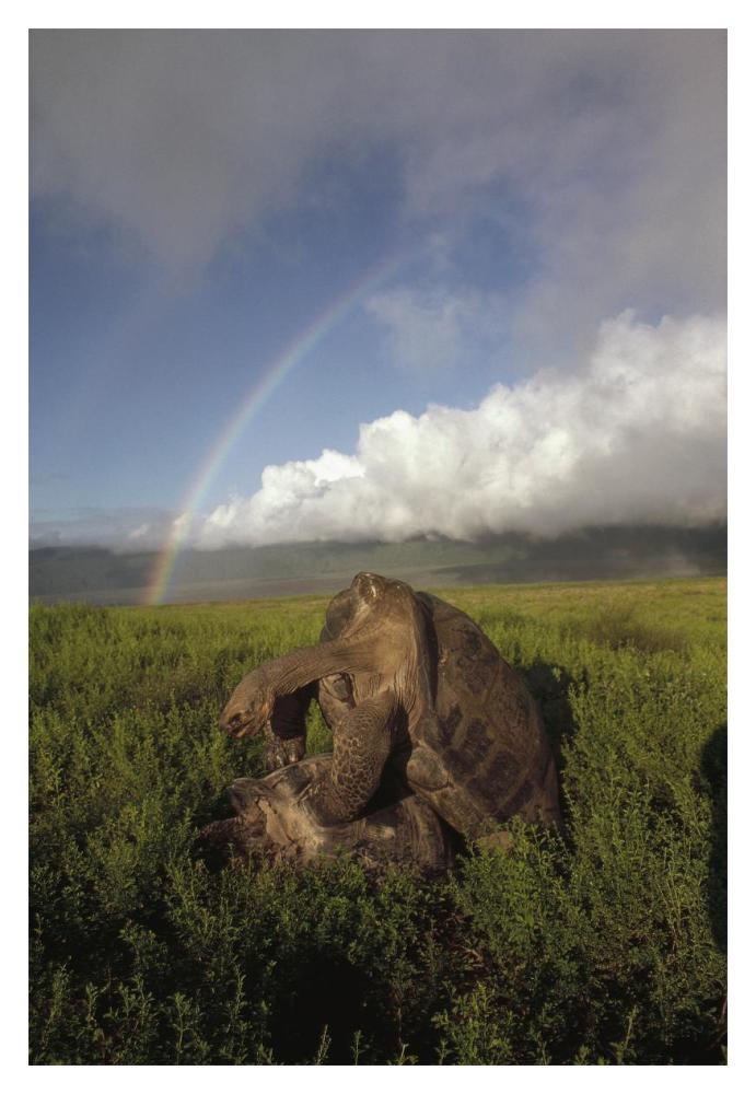 Galapagos Giant Tortoises mating, Alcedo Volcano,  Galapagos, Ecuador-Paper Art-14"x20"