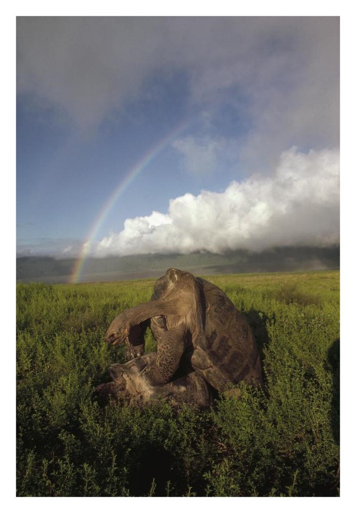Galapagos Giant Tortoises mating, Alcedo Volcano,  Galapagos, Ecuador-Paper Art-22"x32"