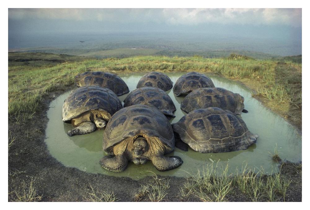 Galapagos Giant Tortoises wallowing, Alcedo Volcano, Galapagos-Paper Art-20"x14"