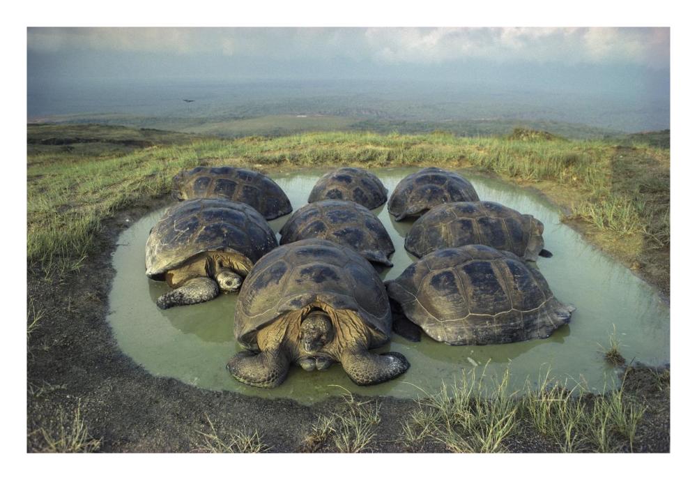 Galapagos Giant Tortoises wallowing, Alcedo Volcano, Galapagos-Paper Art-26"x18"