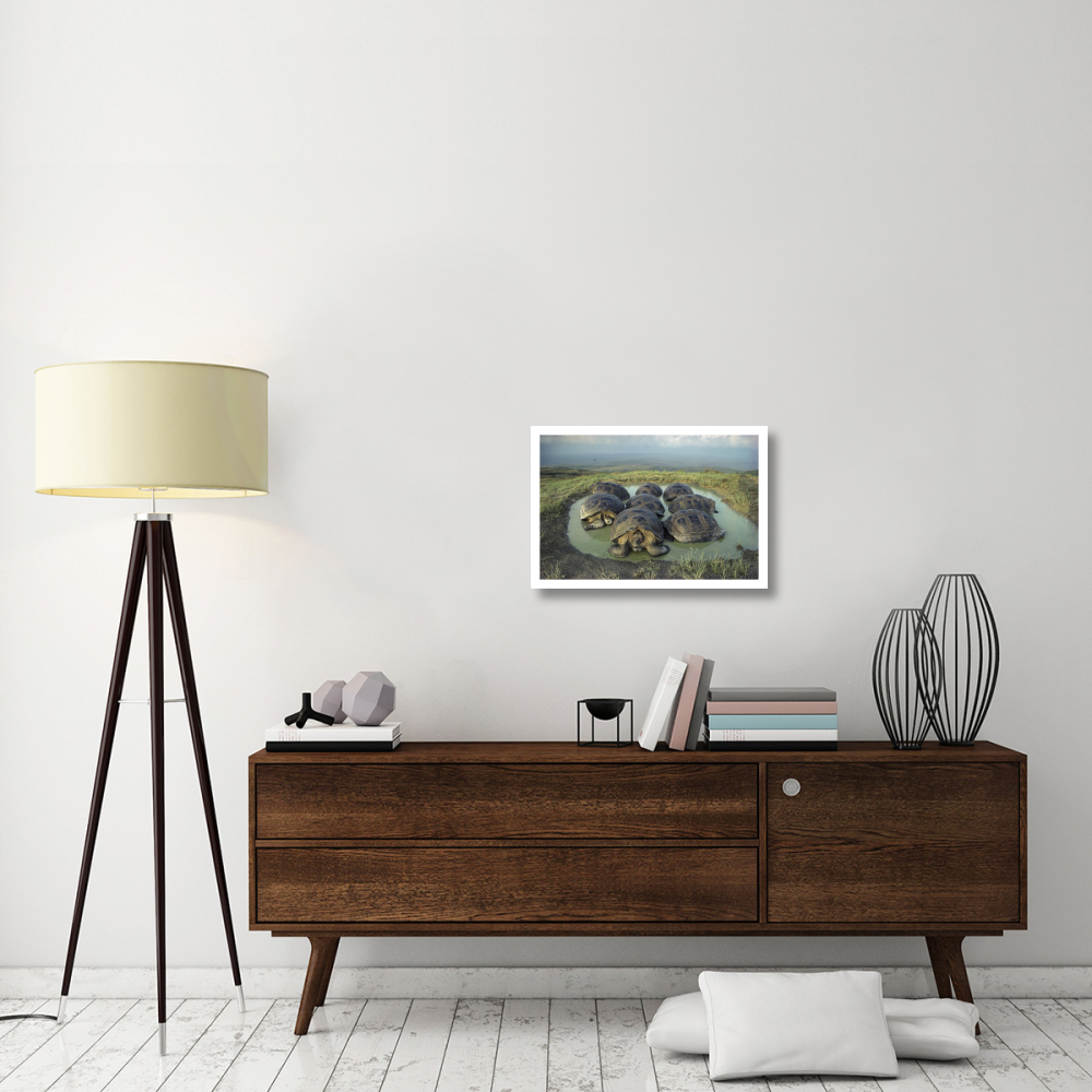 Galapagos Giant Tortoises wallowing, Alcedo Volcano, Galapagos-Paper Art-26&quotx18"