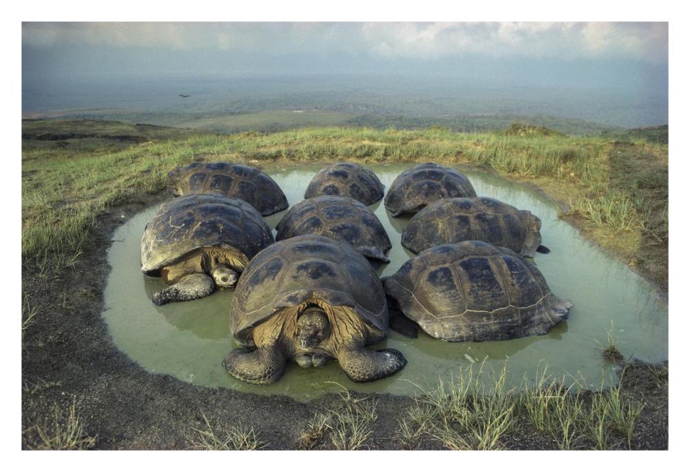 Galapagos Giant Tortoises wallowing, Alcedo Volcano, Galapagos-Paper Art-32"x22"