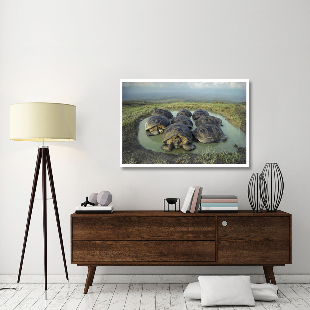 Galapagos Giant Tortoises wallowing, Alcedo Volcano, Galapagos-Paper Art-50&quotx34"
