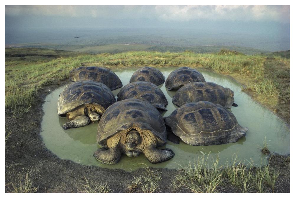 Galapagos Giant Tortoises wallowing, Alcedo Volcano, Galapagos-Paper Art-62"x42"