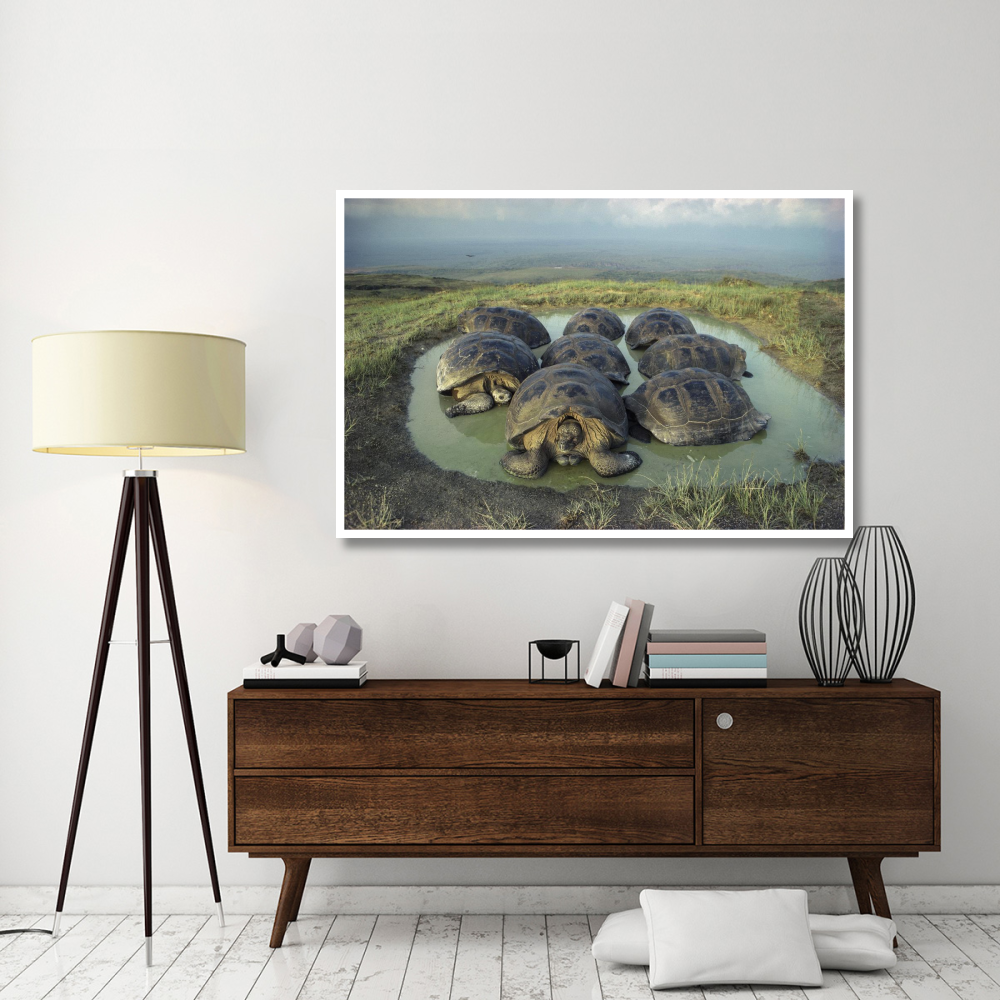 Galapagos Giant Tortoises wallowing, Alcedo Volcano, Galapagos-Paper Art-62&quotx42"