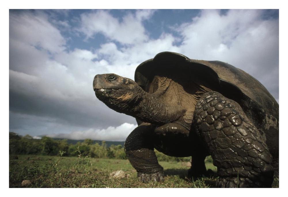 Galapagos Giant Tortoise male, Alcedo Volcano, Galapagos Islands, Ecuador-Paper Art-32"x22"