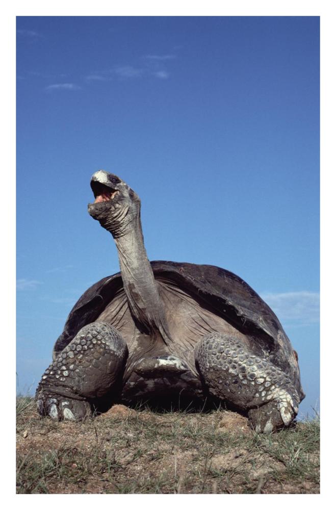 Galapagos Giant Tortoise yawning, Alcedo Volcano, Galapagos Islands, Ecuador-Paper Art-21.2"x32"
