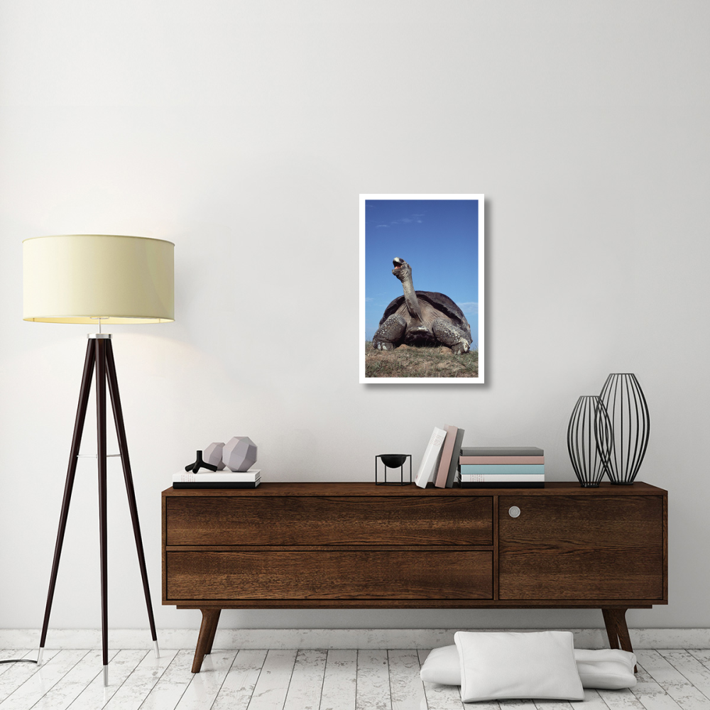 Galapagos Giant Tortoise yawning, Alcedo Volcano, Galapagos Islands, Ecuador-Paper Art-21.2&quotx32"